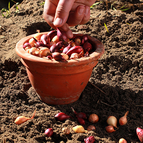 A gardener picks onion sets out of a pot containing dozens of them