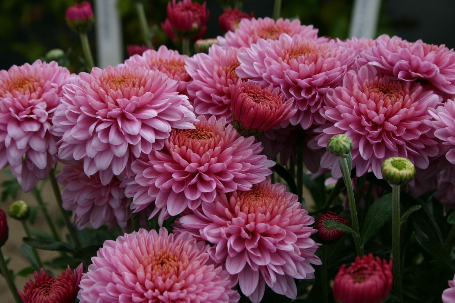 Spotlight On: Chrysanthemums