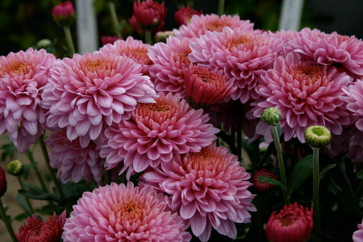 Pink Chrysanthemums