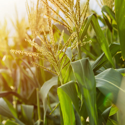 Customer Top Tips For Growing Sweetcorn