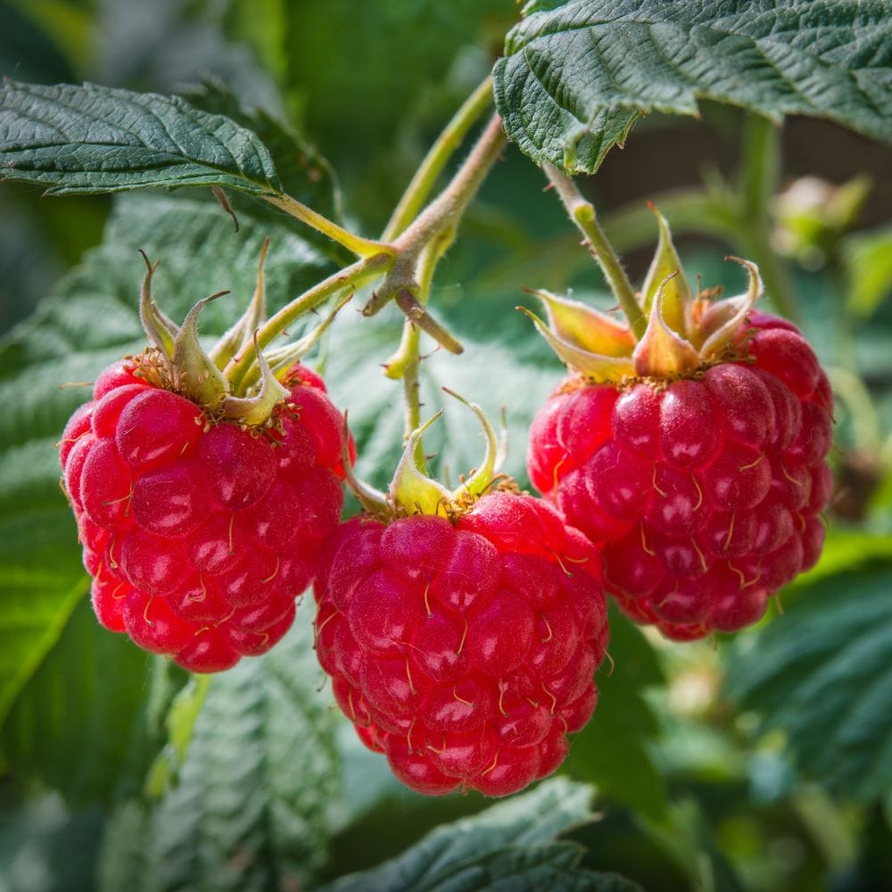 January Planting: Fruits to Plant in January