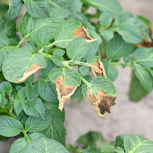 A Guide To Common Vegetable Diseases