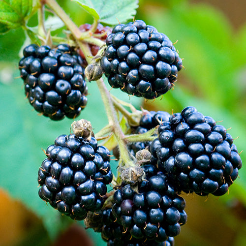 Care & Cultivation of Blackberries, Boysenberries, Loganberries etc.