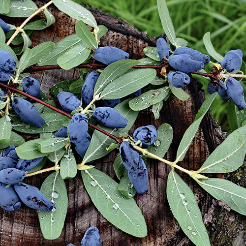 Care & Cultivation Of Honeyberries