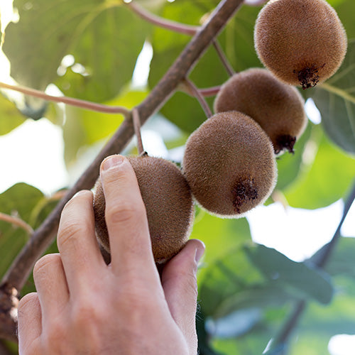 Care & Cultivation Of Kiwis & Kiwiberries