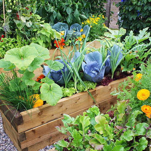 Companion Planting | Companion Planting Chart | D.T. Brown