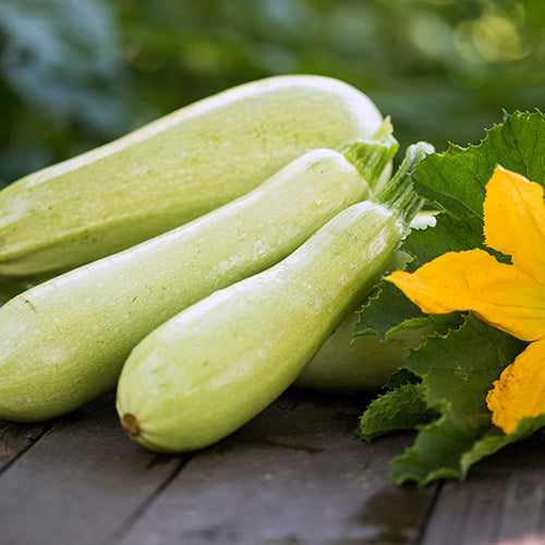 A Guide to Courgette Bitterness