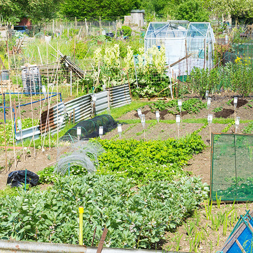 Getting Started On The Allotment