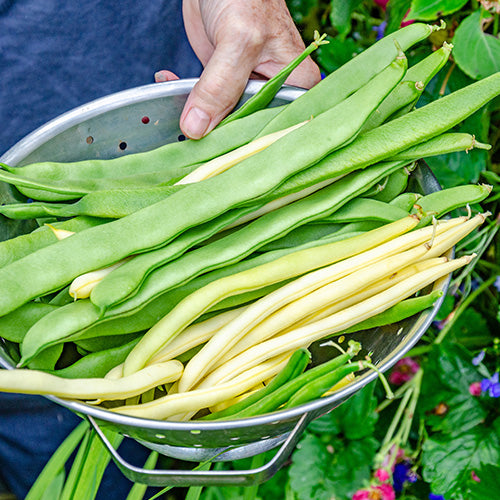 How To Grow Beans From Seed