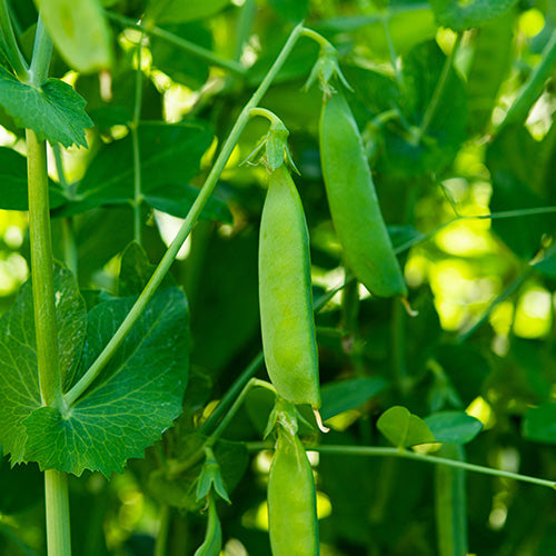 How to Grow Peas from Seed