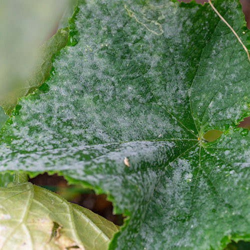 Powdery Mildew Disease