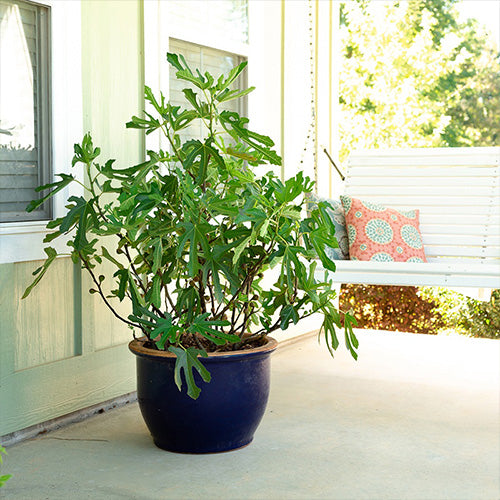 Receiving Your Fruit Trees