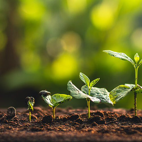 What Is the Best Way to Grow Onions?