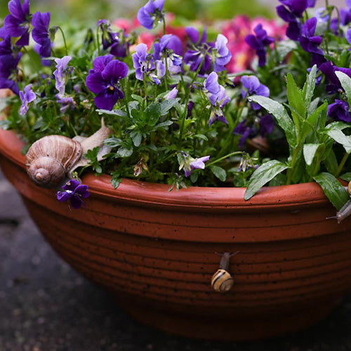 How to Get Rid of Slugs in Your Garden