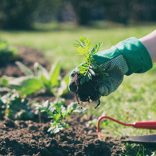 The Secret to Healthy Seedlings: Everything You Need to Know