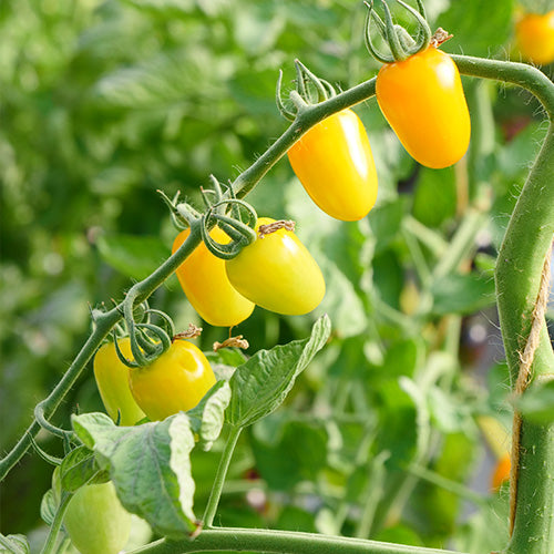 The National Vegetable Society – Growing Tomatoes With Confidence