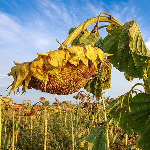 Verticillium Wilt