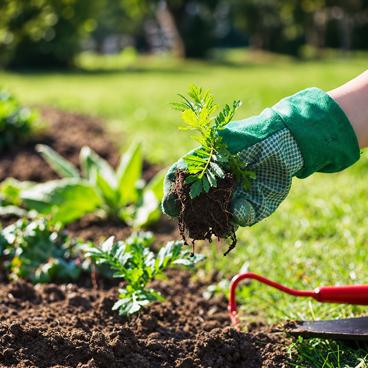 The Secret to Healthy Seedlings: Everything You Need to Know