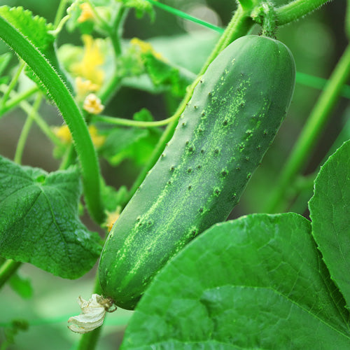 How To Grow Cucumbers From Seed