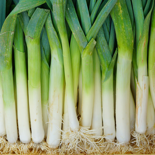 How To Grow Leek from Seed