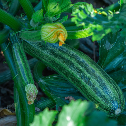 How To Grow Marrow, Courgette and Pumpkin From Seed
