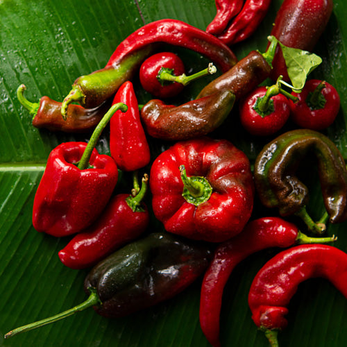 How To Grow Peppers From Seed