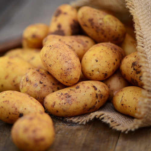 How to Grow Potatoes from Seed Potatoes