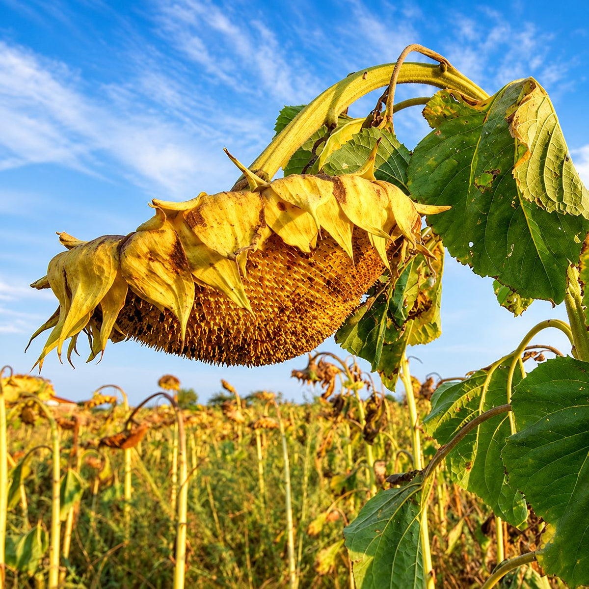 How to Prevent Verticillium Wilt