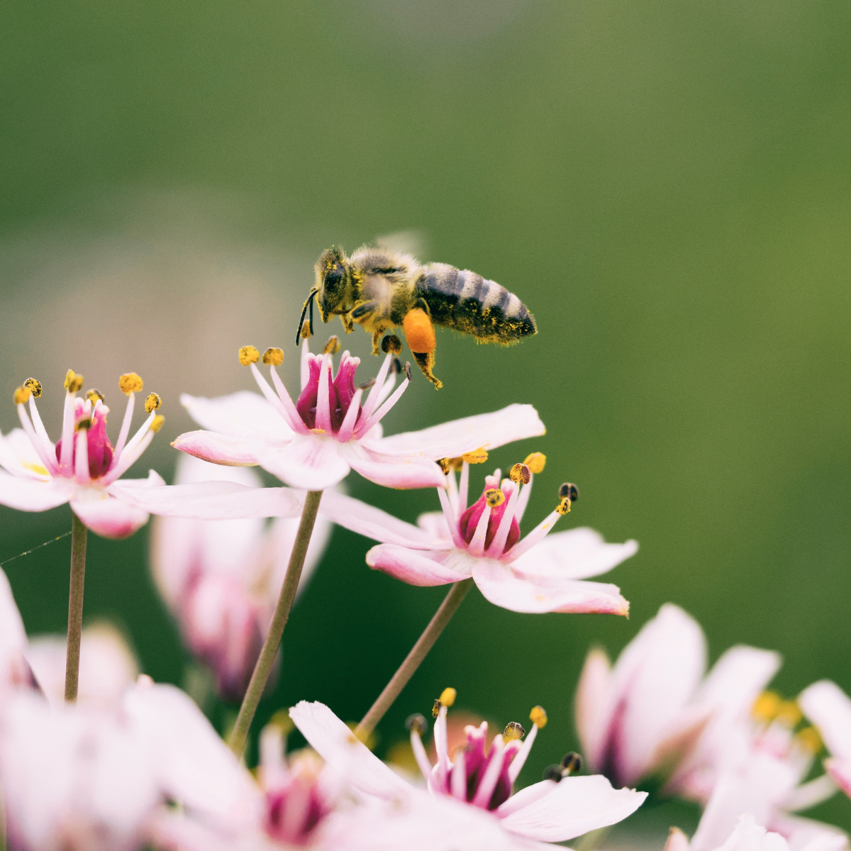 The Best Plants for Bees and Butterflies
