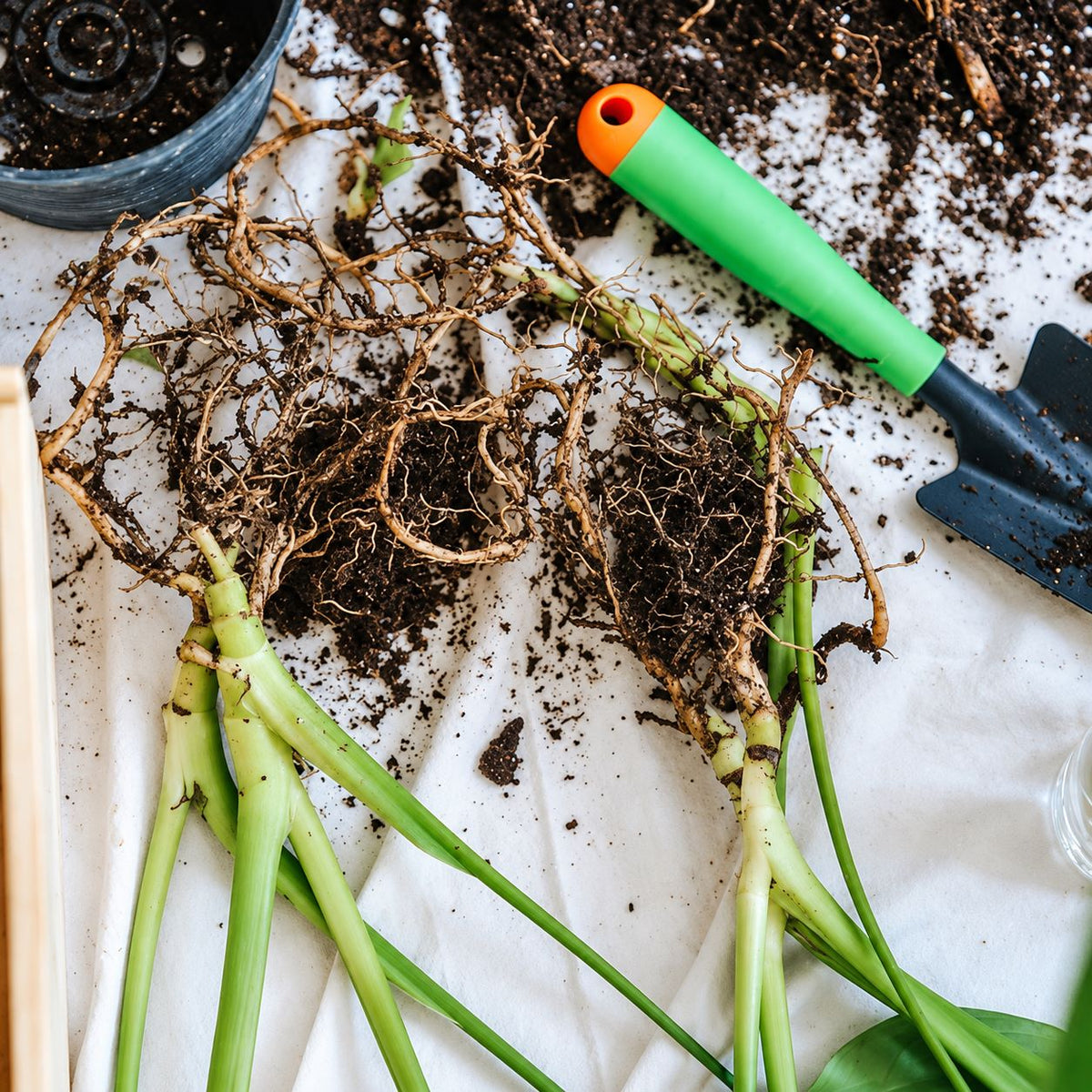 How to Prevent Clubroot Disease