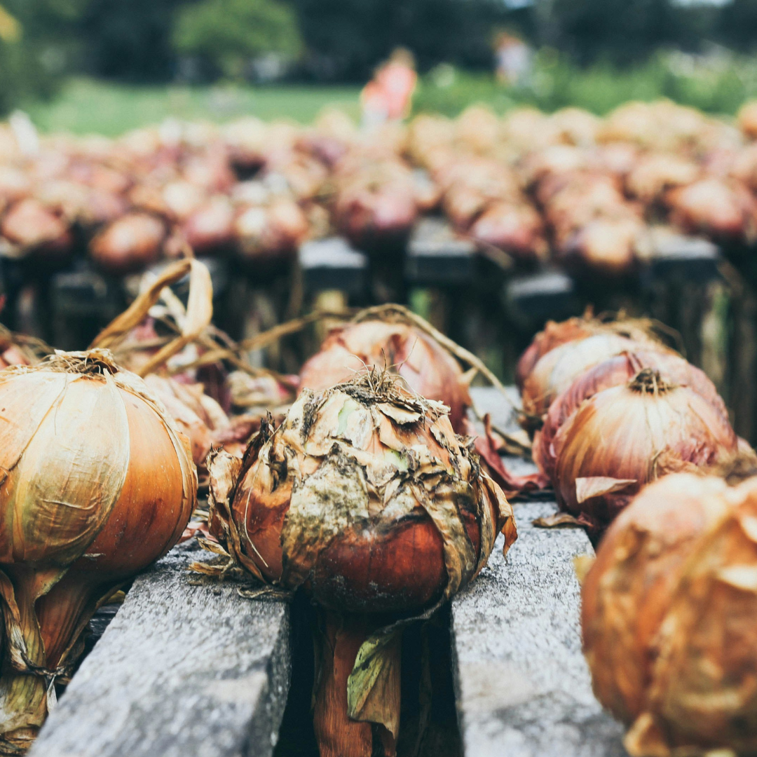 How to Grow Onion and Shallot Sets