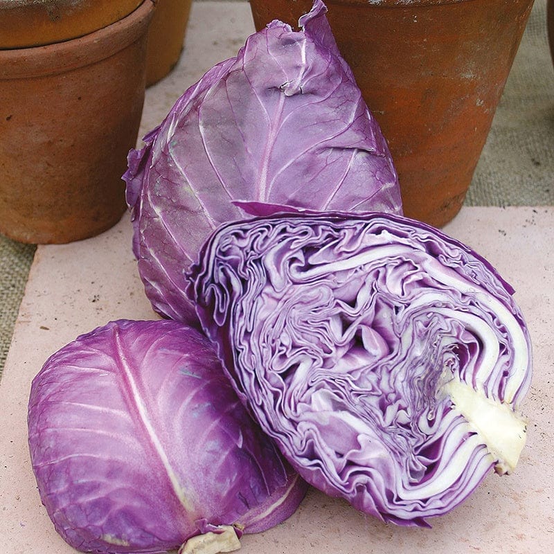 Red Cabbage Seeds