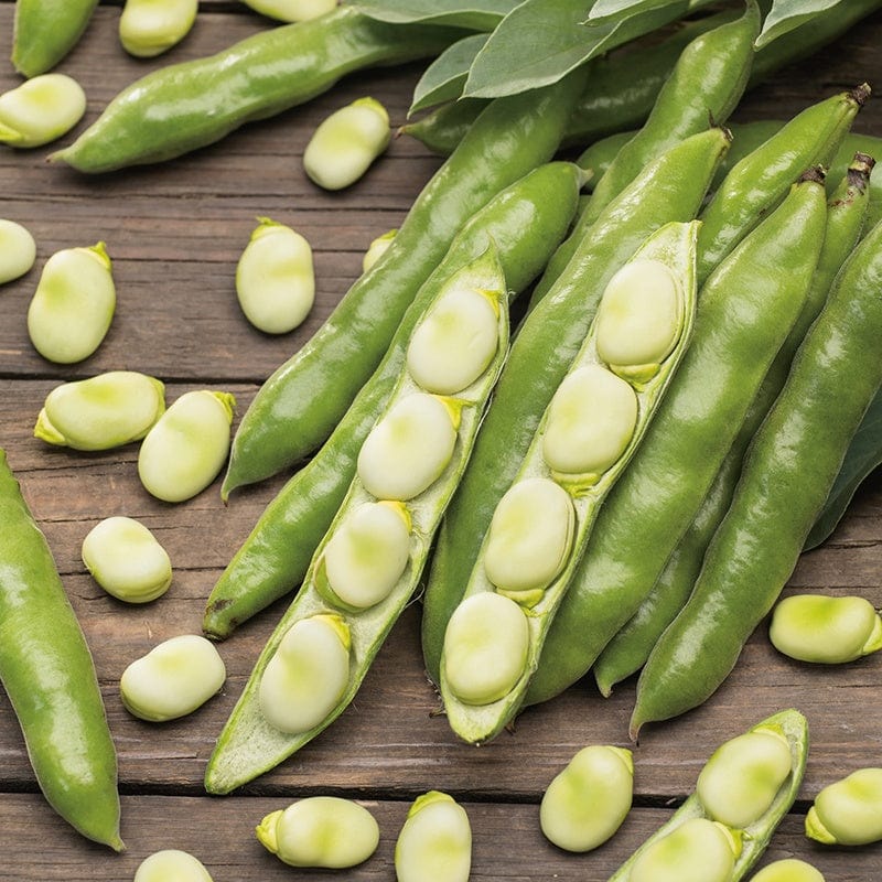 Dwarf Broad Bean Seeds