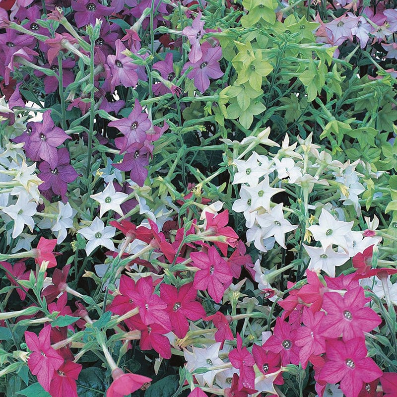 Nicotiana Seeds