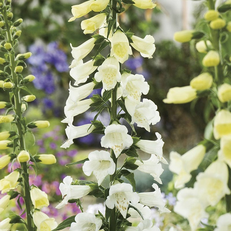 Foxglove Seeds
