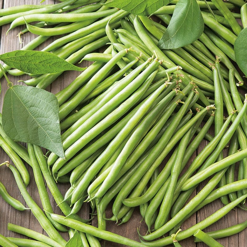 French Bean Seeds