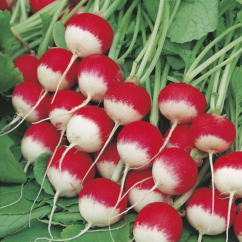 Radish Seeds