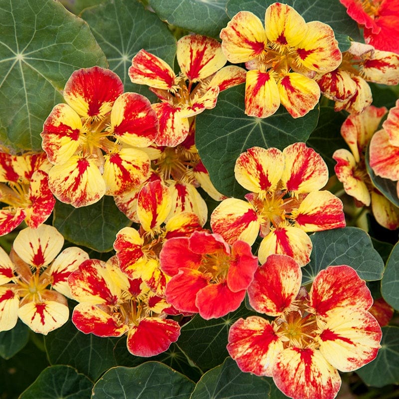 Nasturtium Seeds