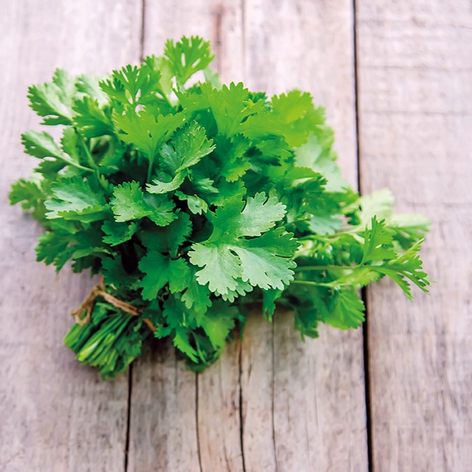 Coriander Plants