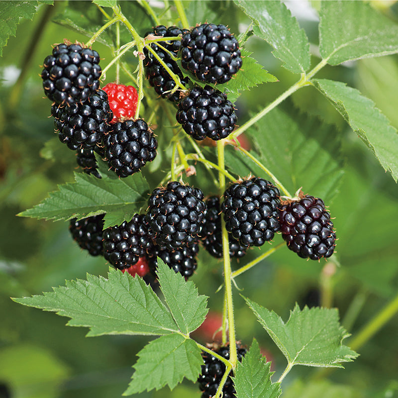 Blackberry Plants