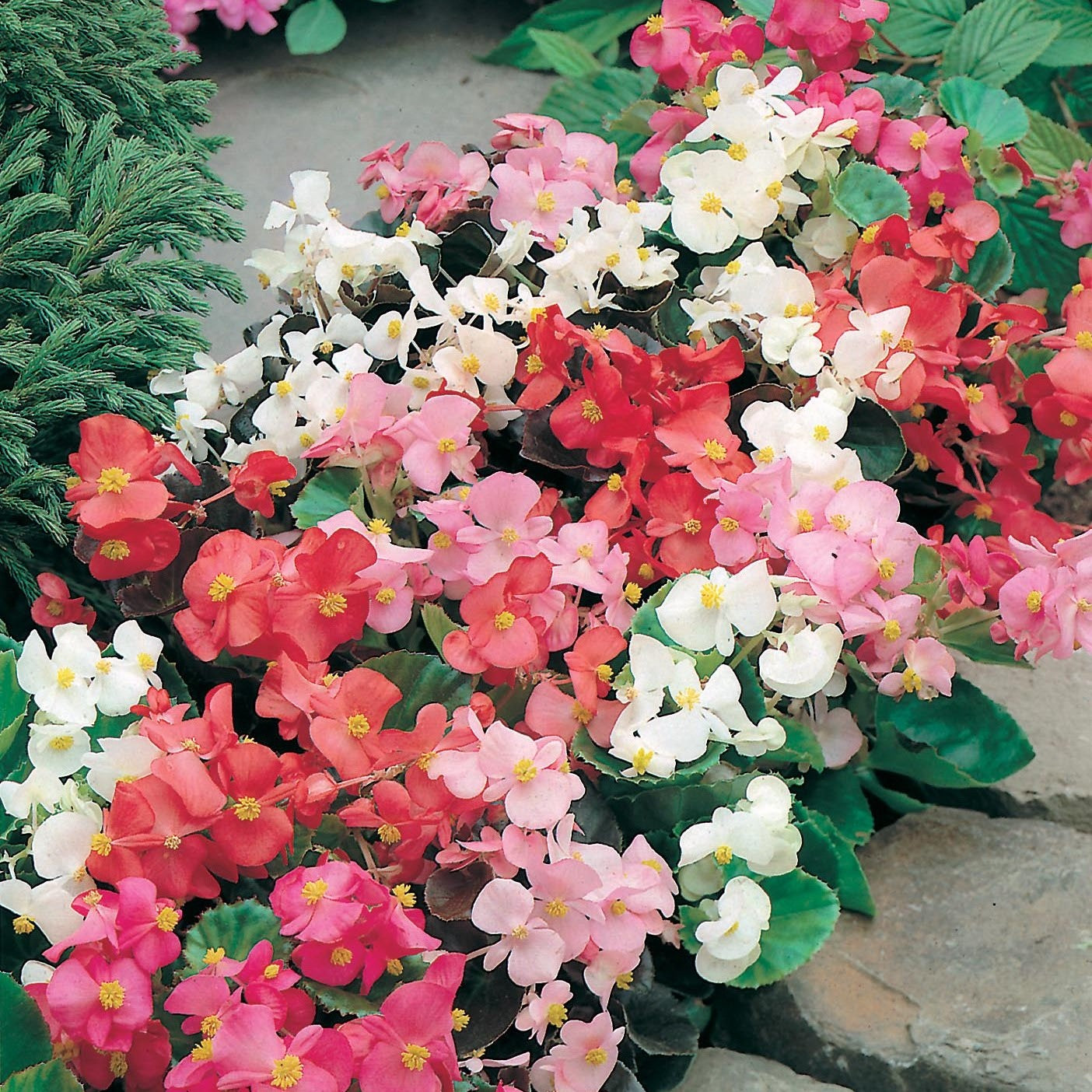 Begonia Plants