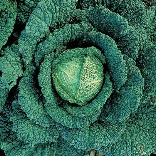Vegetables to Plant in Spring