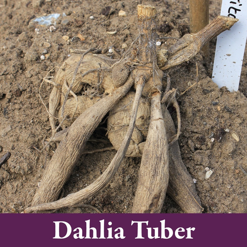 £5 per Tuber, or 3 for 2