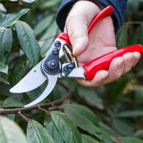 Secateurs