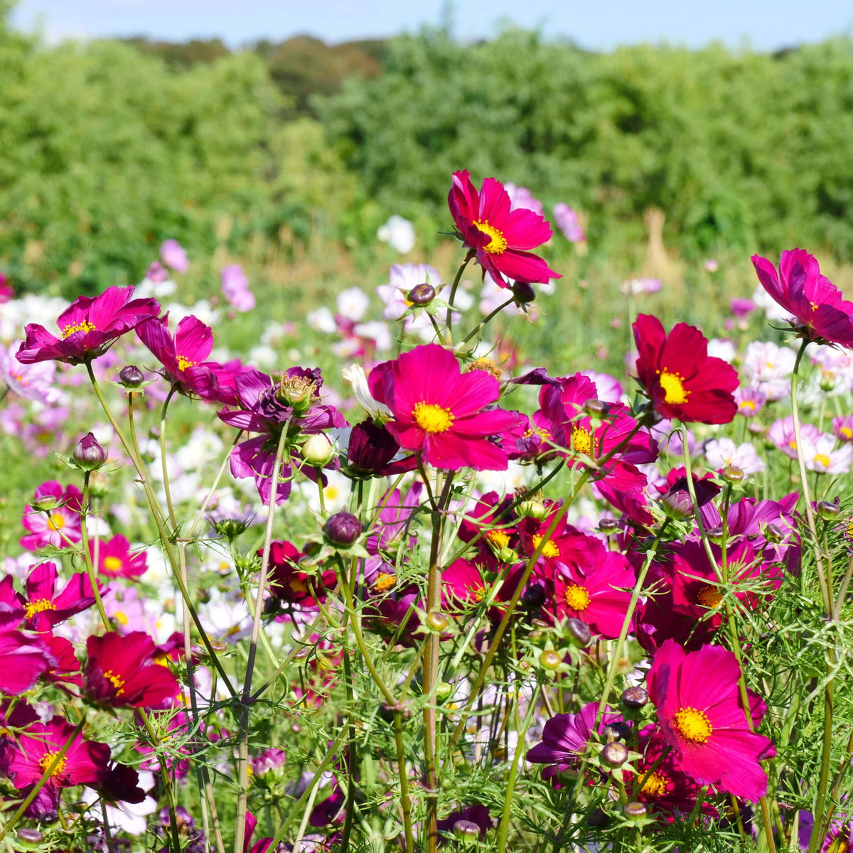 Mixed Flower Seeds