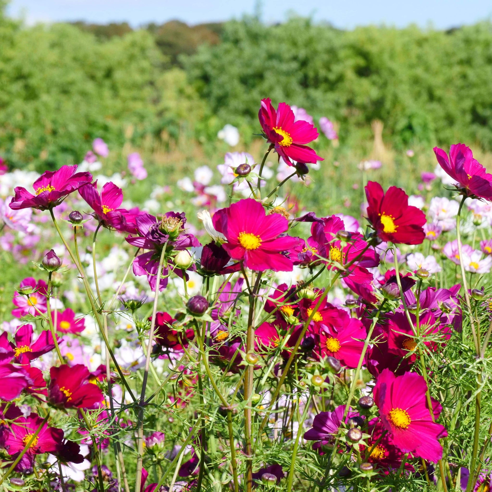 Mixed Flower Seeds | Mixed Flowers from Seed | D.T. Brown