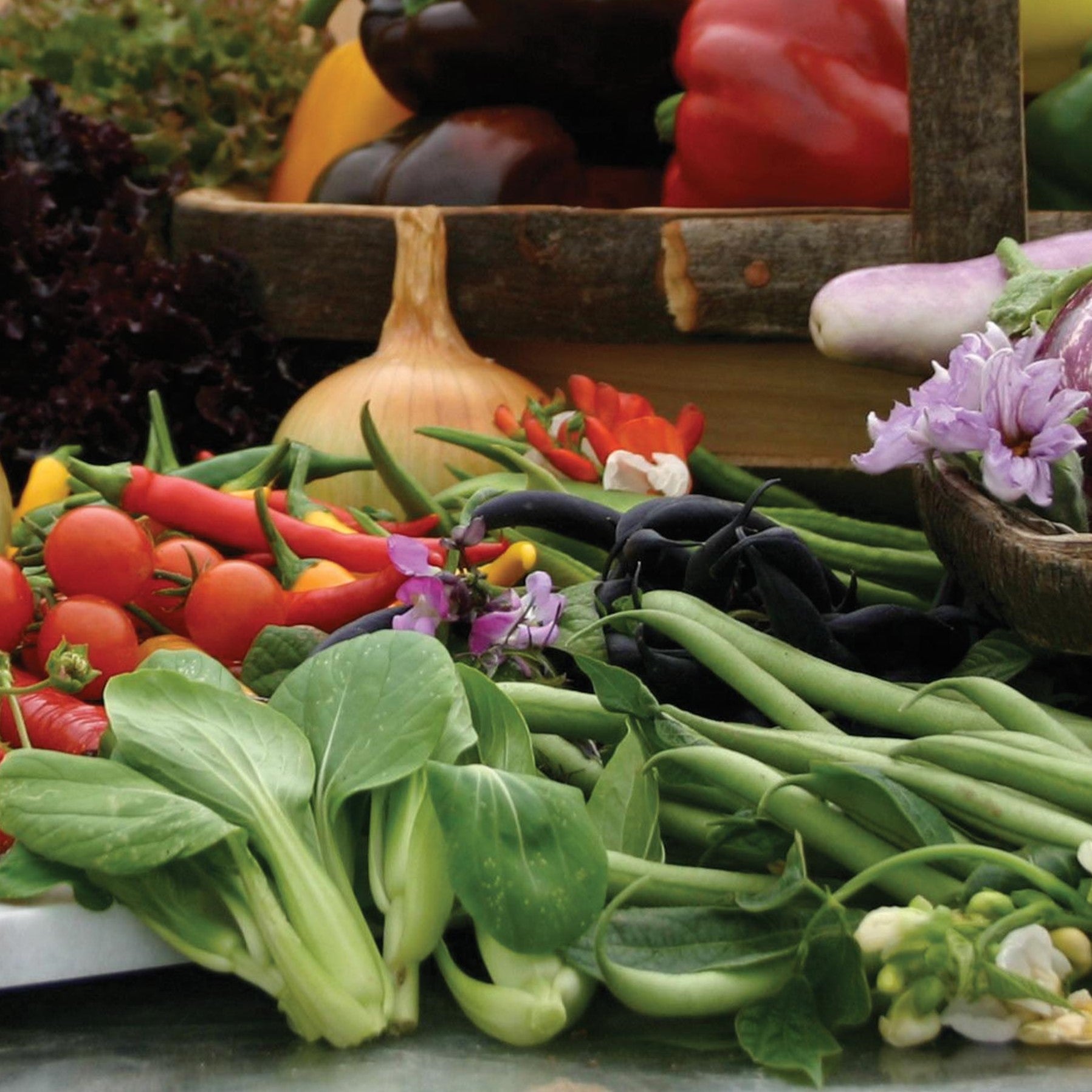 Vegetable Plants