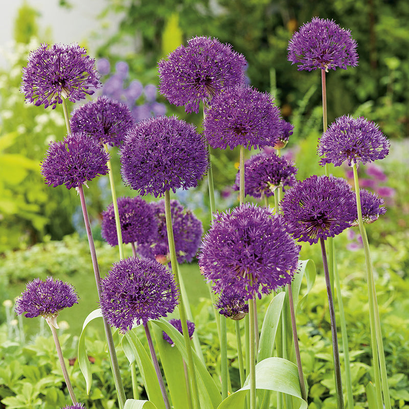 Allium Flower Bulbs