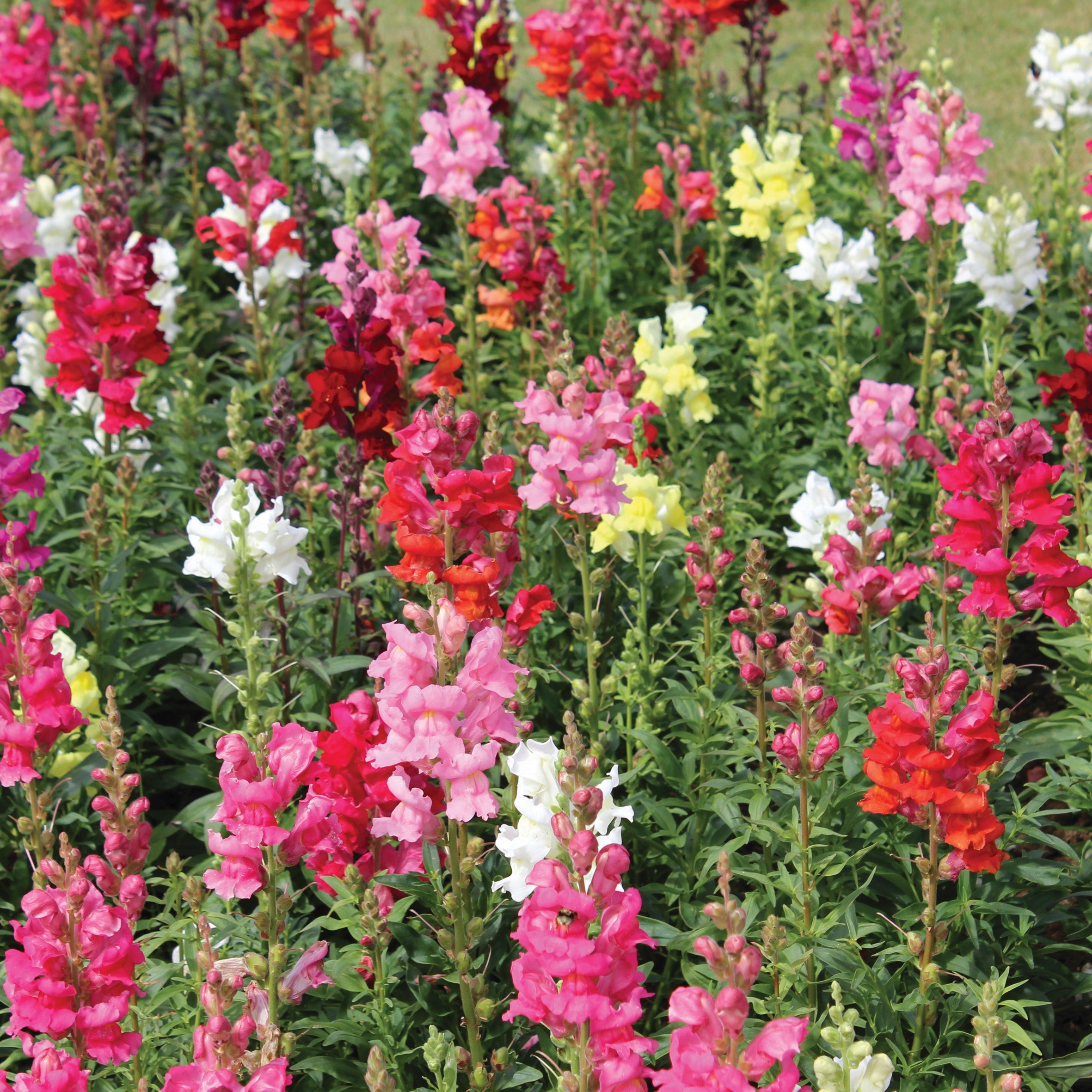 Antirrhinum Seeds