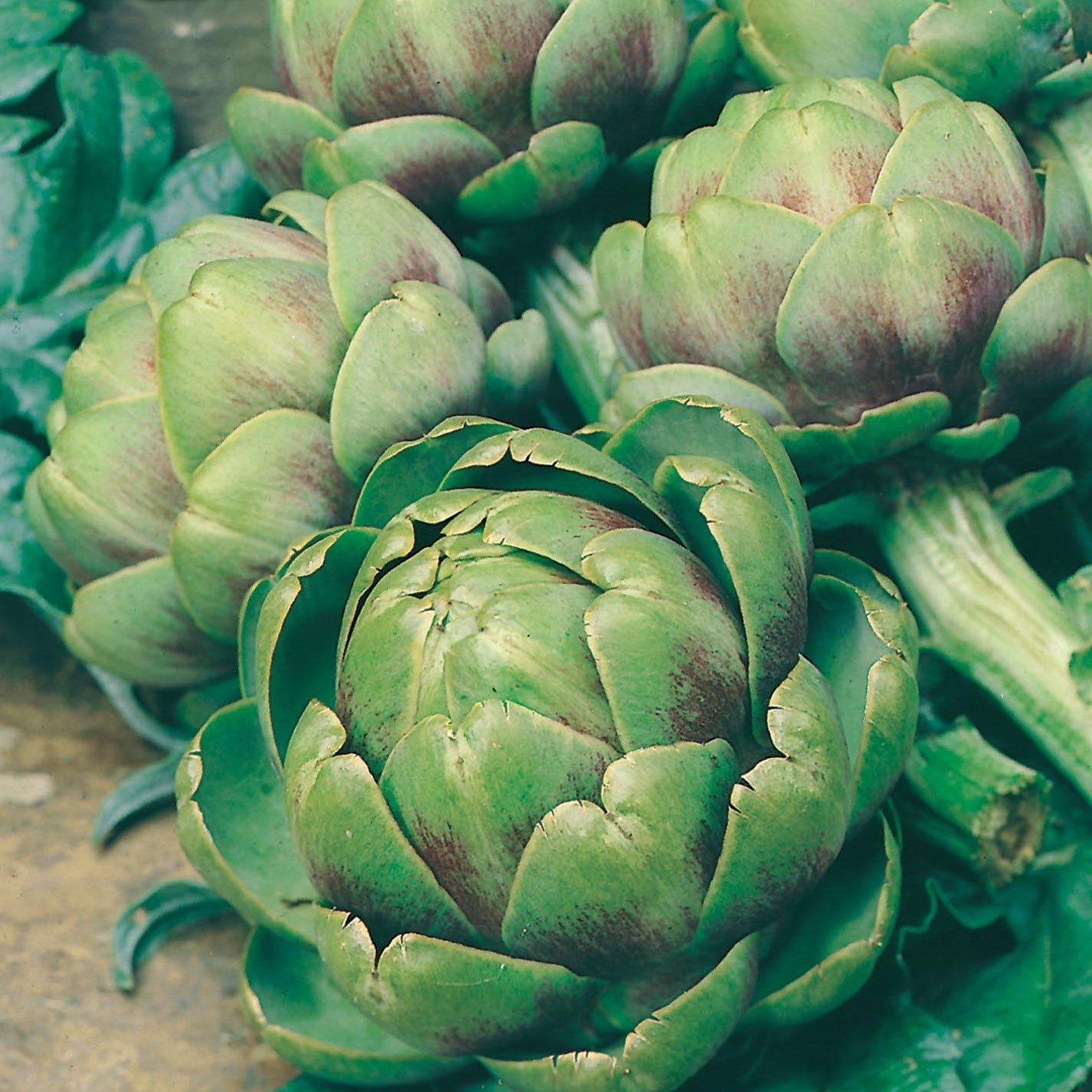Artichoke Plants Artichoke Plants For Sale D.T. Brown Seeds